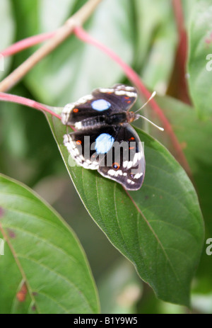 Schwarz Stiefmütterchen Schmetterling, Precis Oinone, Nymphalidae, Afrika Stockfoto