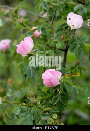 Hundsrose-Rosa Canina Rosengewächse Stockfoto