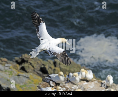 Basstölpel auf Troup Kopf die einzige Festland Brutkolonie im Vereinigten Königreich Stockfoto