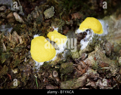 Schwefel-Schleim-Pilz auf Eiche stumpf, Fuligo Septica, Physaraceae, Amoebozoa Stockfoto