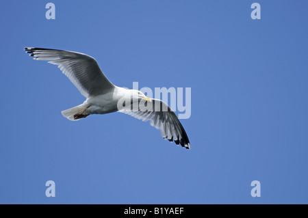 Die Silbermöwe Larus Argentatus im Flug über den Moray Firth Grampian Region Schottlands. Stockfoto