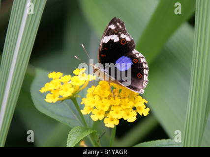 Schwarz Stiefmütterchen Schmetterling, Precis Oinone, Nymphalidae, Afrika Stockfoto