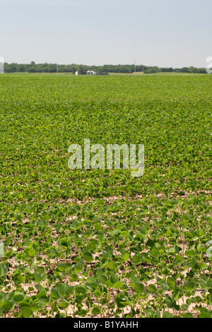 Soja-Feld-Iowa Stockfoto