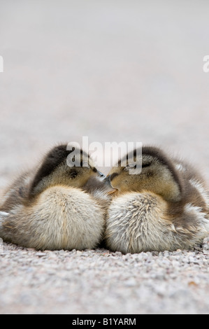 Zwei baby-Stockente Entenküken drängten sich zusammen einschlafen Stockfoto