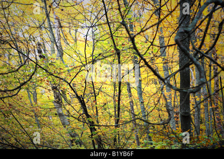 HERBST-WALD IN NEWPORT STAATSPARK DOOR COUNTY, WISCONSIN USA IM HERBST Stockfoto