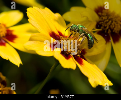 Augochloropsis Metallica, eine kleine Metallic grün Biene auf einer coreopsis Blume in Oklahoma, USA. Stockfoto