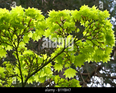 Japanischer Ahorn. Acer Shirasawanum 'Aureum' Stockfoto