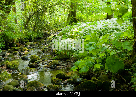 Kleine Bach durch den Wald mit Bärlauch in voller Blüte Stockfoto