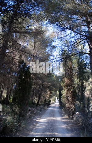 Bäumen gesäumten Feldweg auf La Plana, Javea / Xabia, Provinz Alicante, Comunidad Valenciana, Spanien Stockfoto