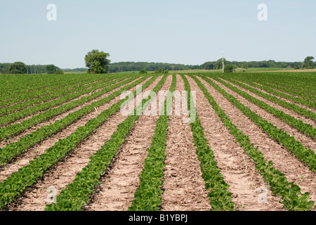 Soja-Feld-Iowa Stockfoto