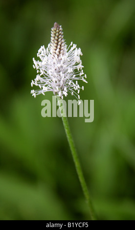 Hoary Wegerich Plantago Media Wegerichgewächse Stockfoto