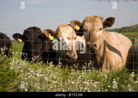 interessiert Kühe hinter Zaun Stockfoto