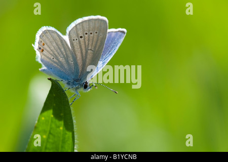 Blauer Schmetterling auf einem Grashalm Stockfoto