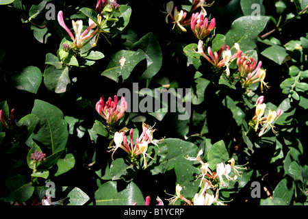 Geißelblüten (Lonicera) Stockfoto