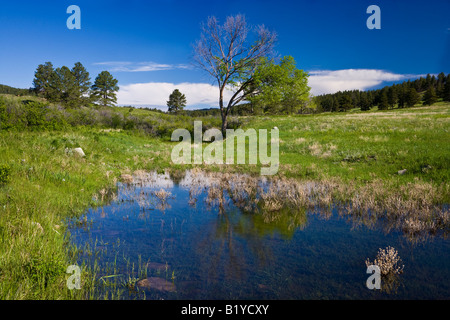 Teich, South Daktoa USA, durch Willard Clay/Dembinsky Foto Assoc Stockfoto