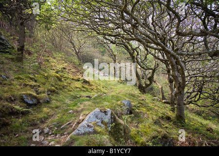 Pilger-Pfad am Rande des Wales Stockfoto