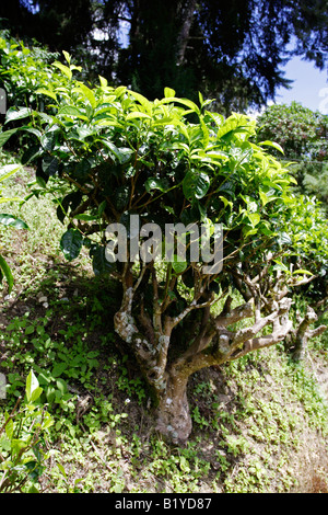 Camellia Sinensis Teepflanze auf dem Hügel von Cameron Highland in Malaysia. Stockfoto