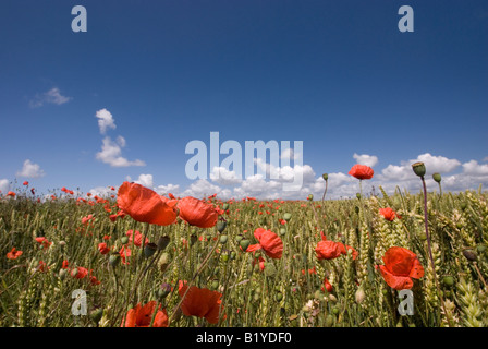 Weizen, Mais und Mohn wächst in den South Downs, England Stockfoto