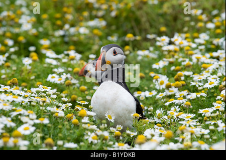 Fratercula Arctica. Papageitaucher im Meer Mayweed auf Skomer Island, Wales Stockfoto