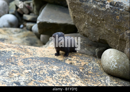 Junge amerikanische Nerz mit Blick vom Felsen am Strand von Hopeman, Moray, Schottland Stockfoto