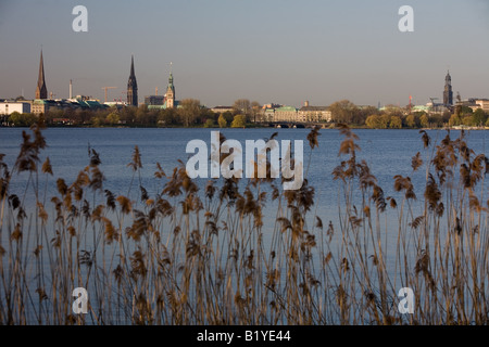 Schilf am Ufer der Außenalster in Hamburg Stockfoto