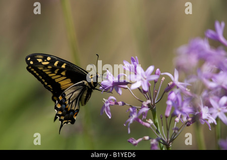 Western Tiger Schwalbenschwanz (Papilio Rutulus) Schmetterling schlürfen Nektar aus Knoblauch Blume Stockfoto