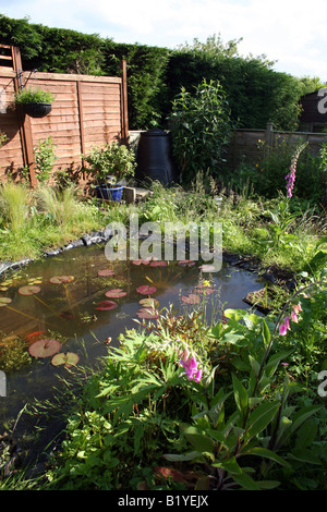 EIN WILDLIFE-TEICH IN EINEM HEIMISCHEN HAUSGARTEN Stockfoto