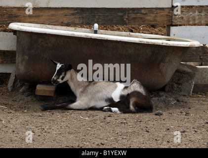 Junge Ziegen bekannt als Kind ruhen von ihrer Badewanne Wassertrog auf einer Ziege und Schaf-Farm in Pescadero, Kalifornien Stockfoto