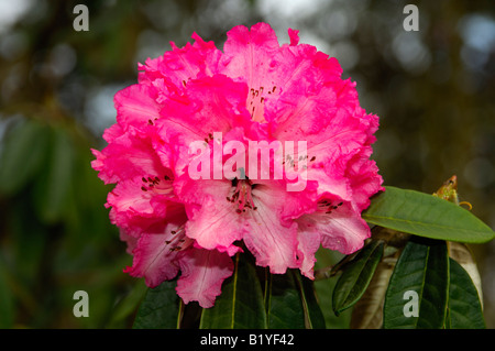 Rosa Rhododendron, Schweiz Stockfoto
