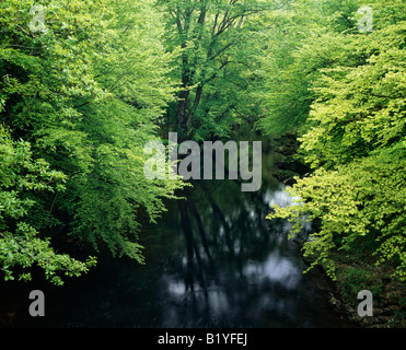 Der Fluss Dart im Wald bei Holne Bridge im Dartmoor National Park, Holne, Devon, England. Stockfoto