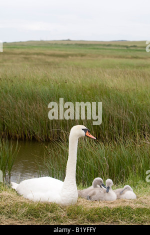 Höckerschwan Cygnus Olor und Cygnets North Norfolk UK Sommer Stockfoto