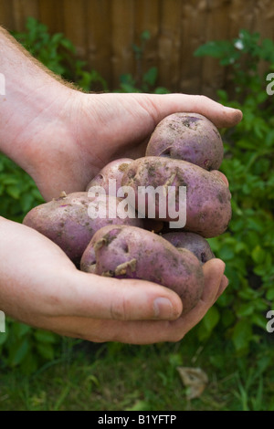 Frisch gegraben selbst angebauten "Edzell Blue" Erbe Sorte Kartoffeln in die Hände des Mannes mit Kartoffelpflanzen und Gartenzaun im Hintergrund Stockfoto