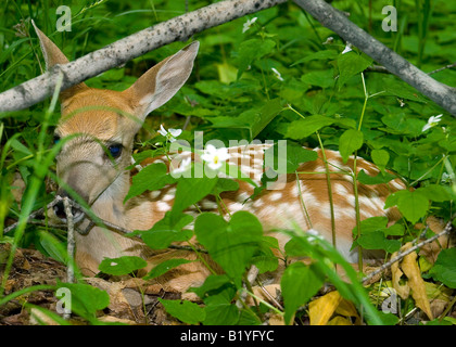 White Tailed Deer Fawn Odocoileus Virginianus Osten der Vereinigten Staaten Stockfoto