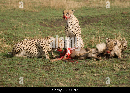 Junge Geparden Stockfoto