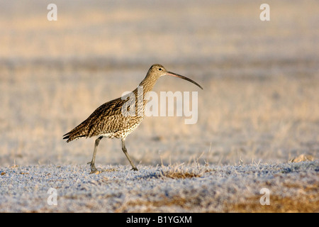 Europäische Brachvogel Numenius Arquata Gallocanta Spain Stockfoto