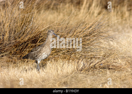 Europäische Brachvogel Numenius Arquata Gallocanta Spain Stockfoto