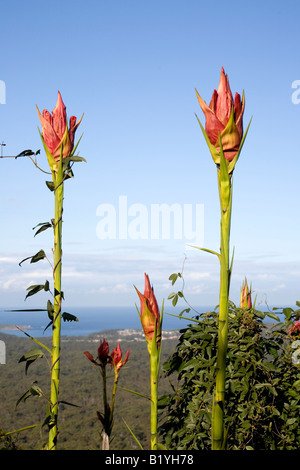 Gymea Lilien, Doryanthes Excelsa, sind spektakuläre australischen einheimischen Pflanzen mit großen kompakte Köpfe mit roten Blüten Nektar gefüllt Stockfoto