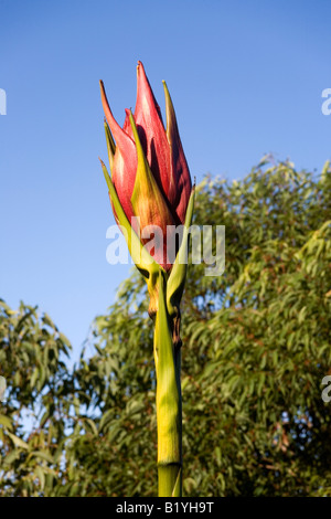 Gymea Lily, Doryanthes Excelsa. Das sind spektakuläre australischen einheimischen Pflanzen mit großen kompakte Köpfe mit roten Blüten Nektar gefüllt Stockfoto