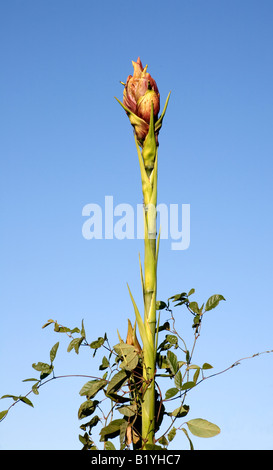 Gymea Lily, Doryanthes Excelsa. Das sind spektakuläre australischen einheimischen Pflanzen mit großen kompakte Köpfe mit roten Blüten Nektar gefüllt Stockfoto