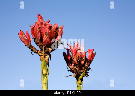 Gymea Lilien, Doryanthes Excelsa, sind spektakuläre australischen einheimischen Pflanzen mit großen kompakte Köpfe mit roten Blüten Nektar gefüllt Stockfoto