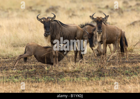 Weißen bärtigen gnus Stockfoto