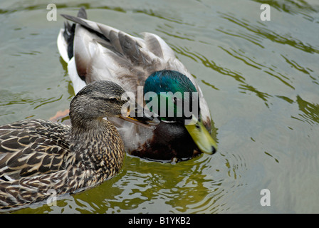 Männliche und weibliche Stockente Stockfoto