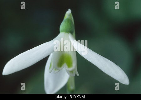 Galanthus Reginae-Olgae (Schneeglöckchen) Herbst blühenden Arten von Schneeglöckchen. Stockfoto