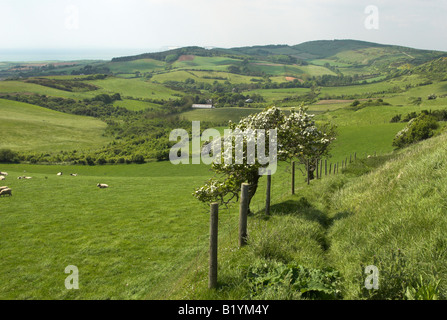 Blick nach Westen von Limerstone nach unten in Richtung Westover Down über Mottistone auf der Isle Of Wight. Stockfoto