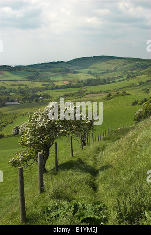 Blick nach Westen von Limerstone nach unten in Richtung Westover Down über Mottistone auf der Isle Of Wight. Stockfoto