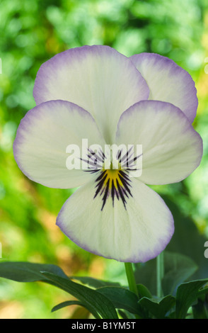 Viola "Magnifico" (Stiefmütterchen) Stockfoto