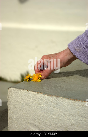 Eine alte Frau Hand Griff nach der Blüte. Stockfoto