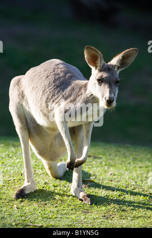 Blick in die Kamera, Currumbin Queensland Australien Känguru Stockfoto