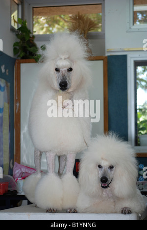 zwei standard weißen Pudel eins stehen die anderen Lügen Stockfoto