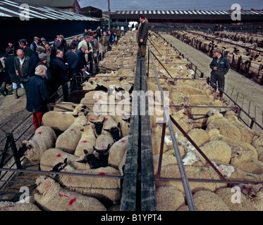 Schafe warten auf Auktion bei einem Viehmarkt in Banbury, UK. Stockfoto